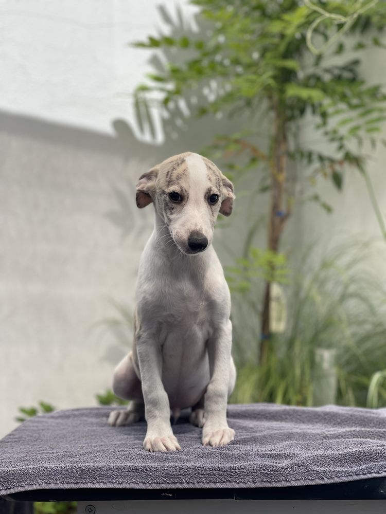 Whippet chłopiec gotowy do odbioru ZKwP Revirado FCI