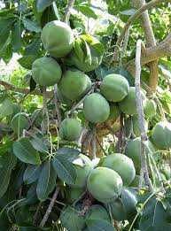 Sapote Branco (Casimiroa edulis)