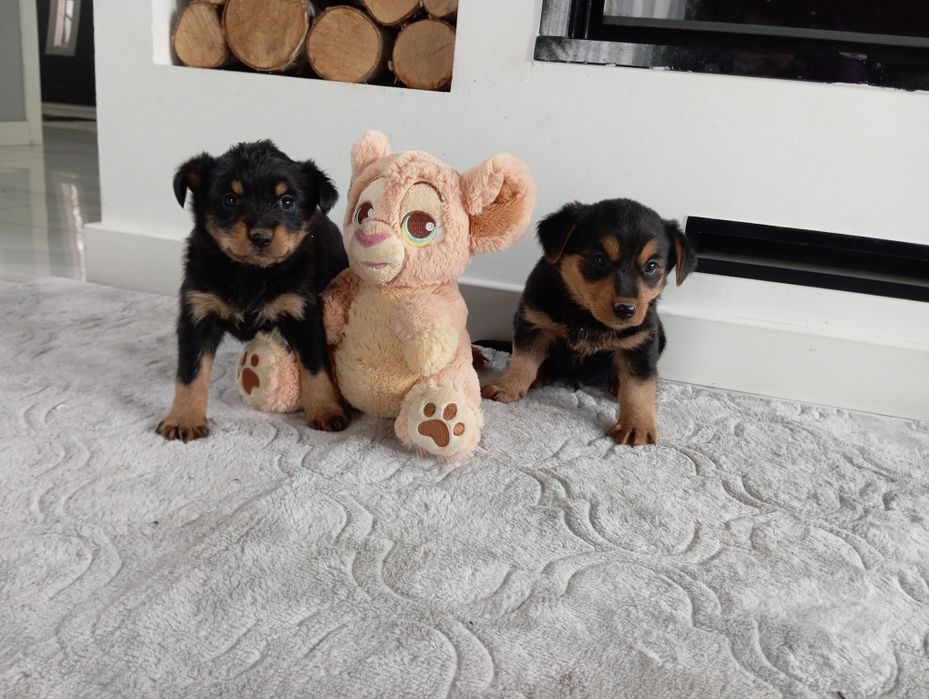 Pies piesek suczka psy