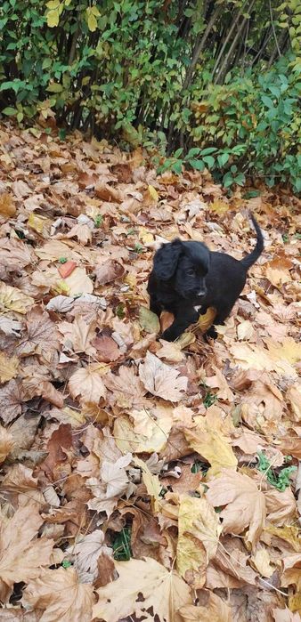 Szczeniak po rodzicach Cocker spaniel