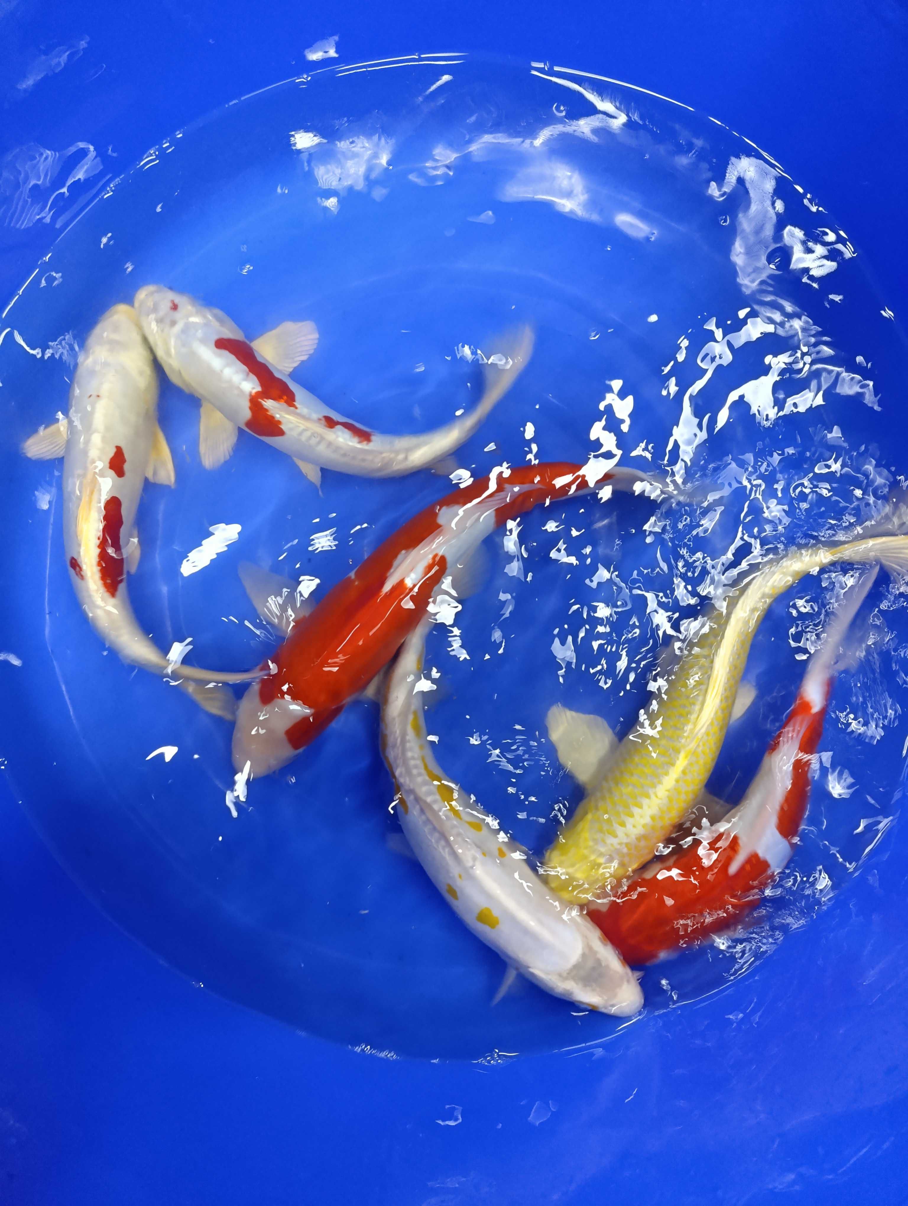 Karp koi oczka wodne
