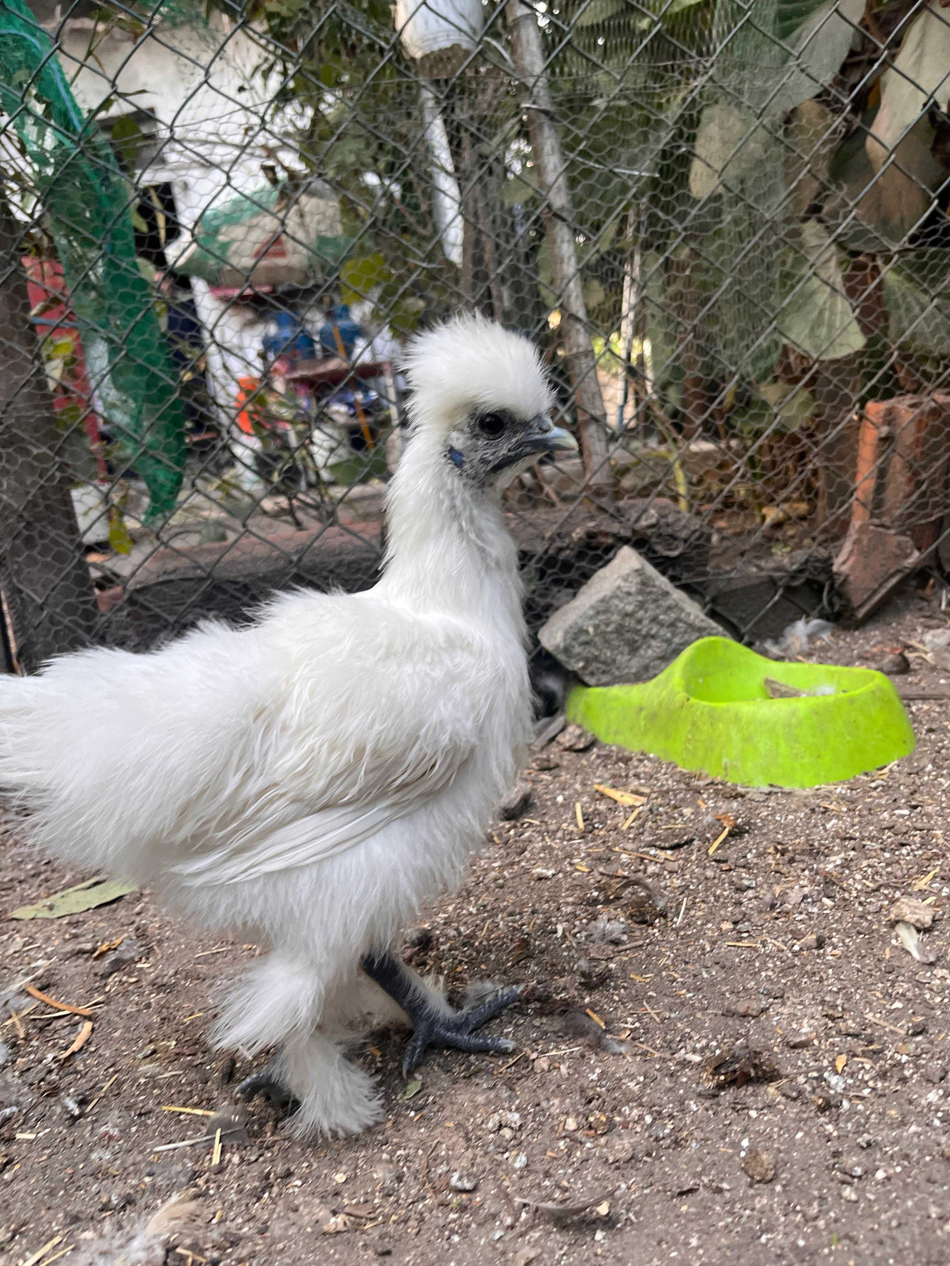 SEDOSA DO JAPÃO (ovos e aves)