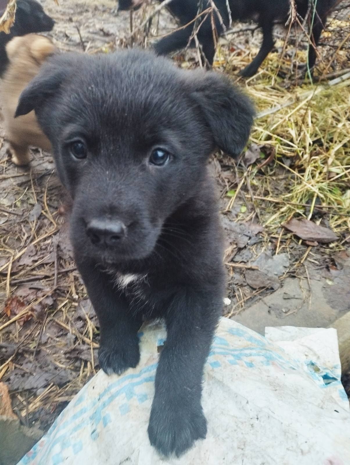 Щенок ищет дом!  3 мес.