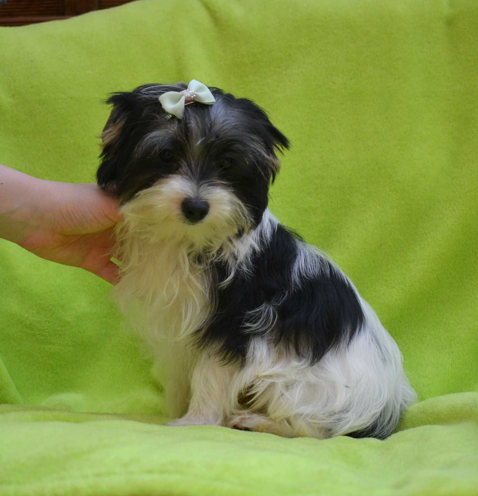 Colorful Yorkshire Terrier Biewer piesek Lucek rodowód
