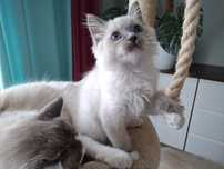 Chłopiec kocur Ragdoll blue mitted FPL mruczuś