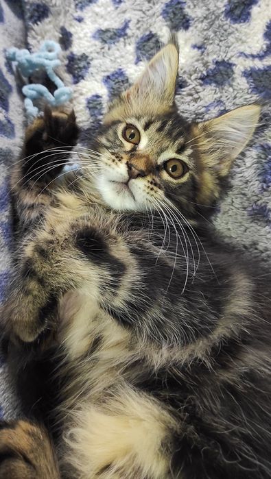 Котята породы Мейн Кун