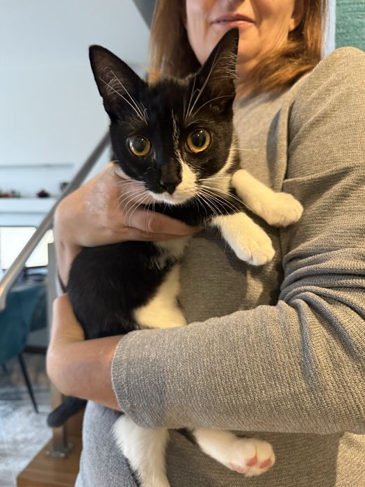 Uroczy kotek Lilo szuka domu! Otwart, kontaktowy, przemiły