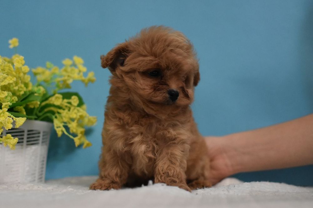 Файне цуценя мальтіпу