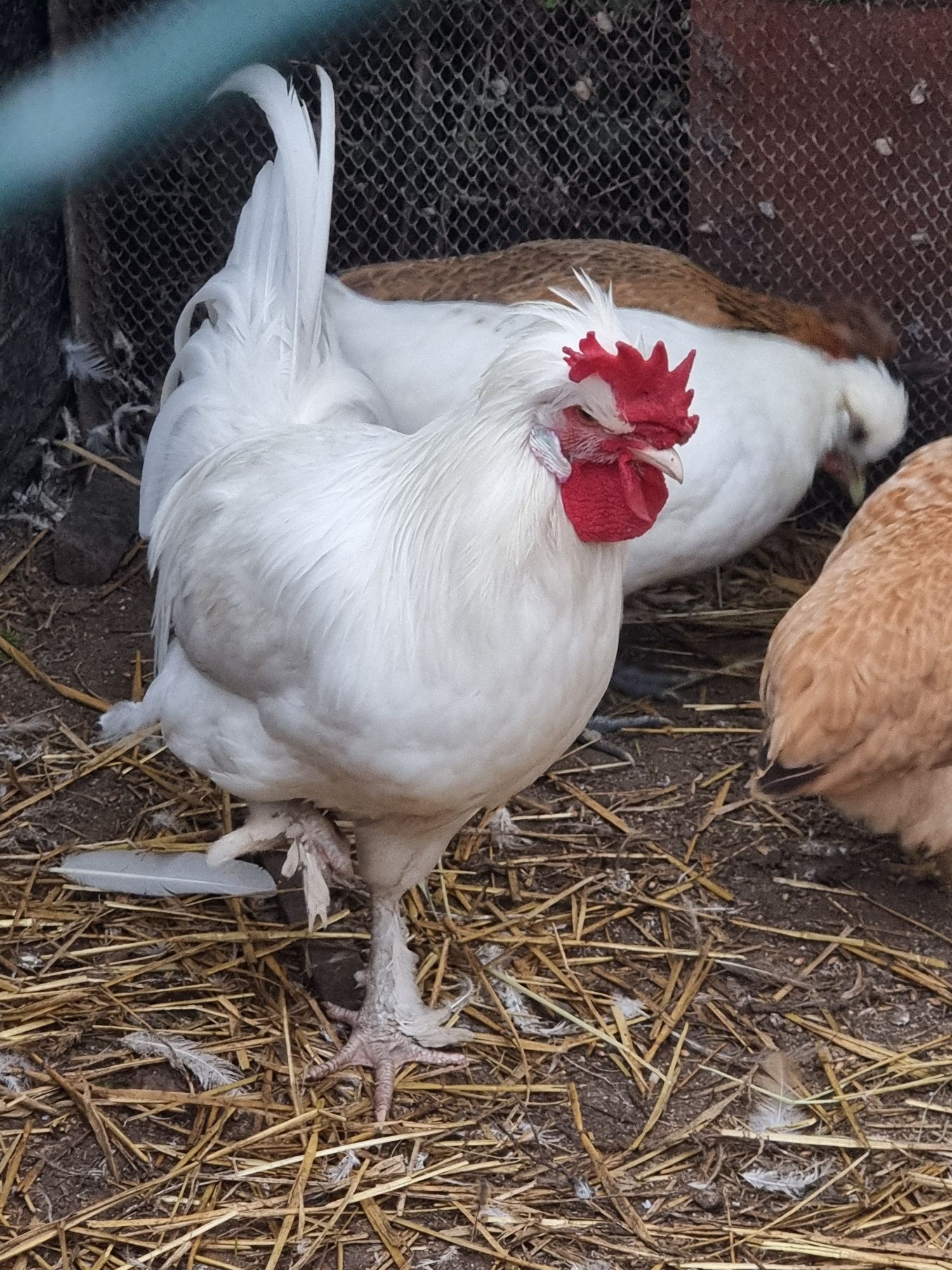 Piękny biały kogut  na sprzedaż do dalszego chowu.