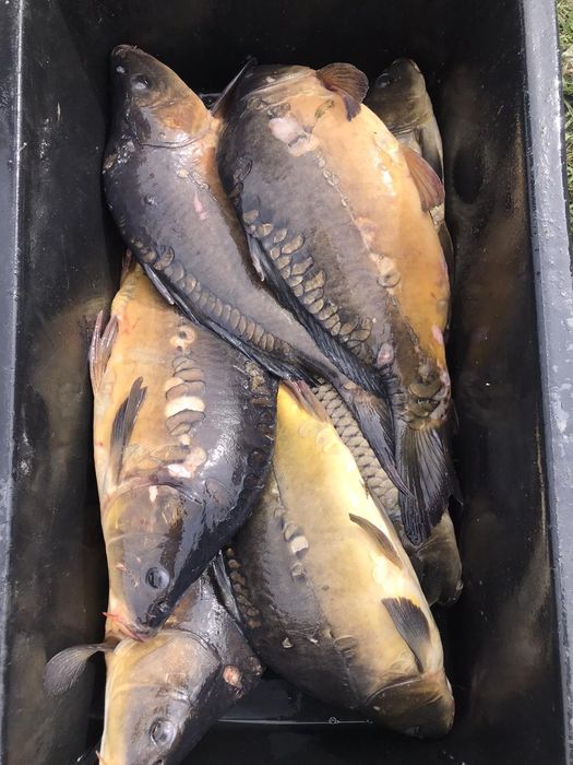 Продам живу рибу