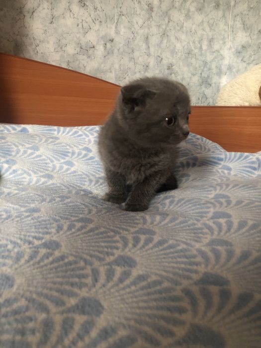 Котики вислоухие в люблячу сімʼю