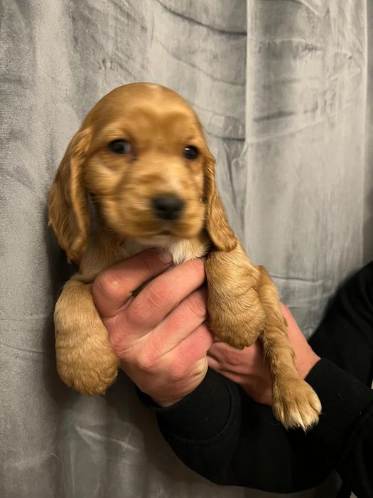 Cocker spaniel angielski sunia z rodowodem