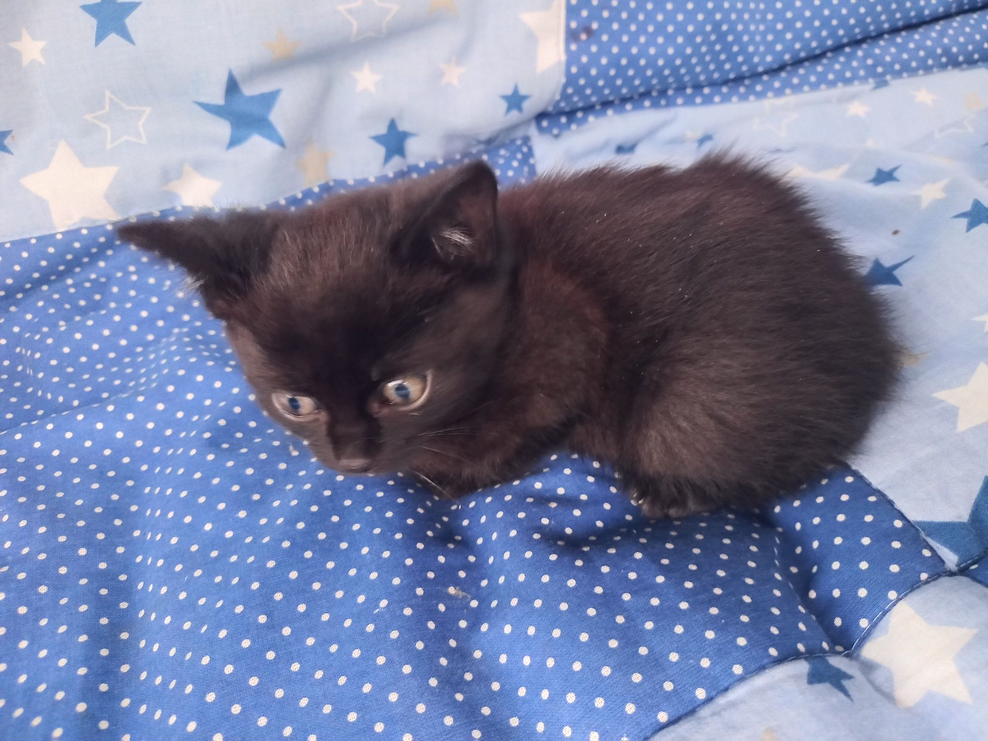 КОШЕНЯТА безкоштовно