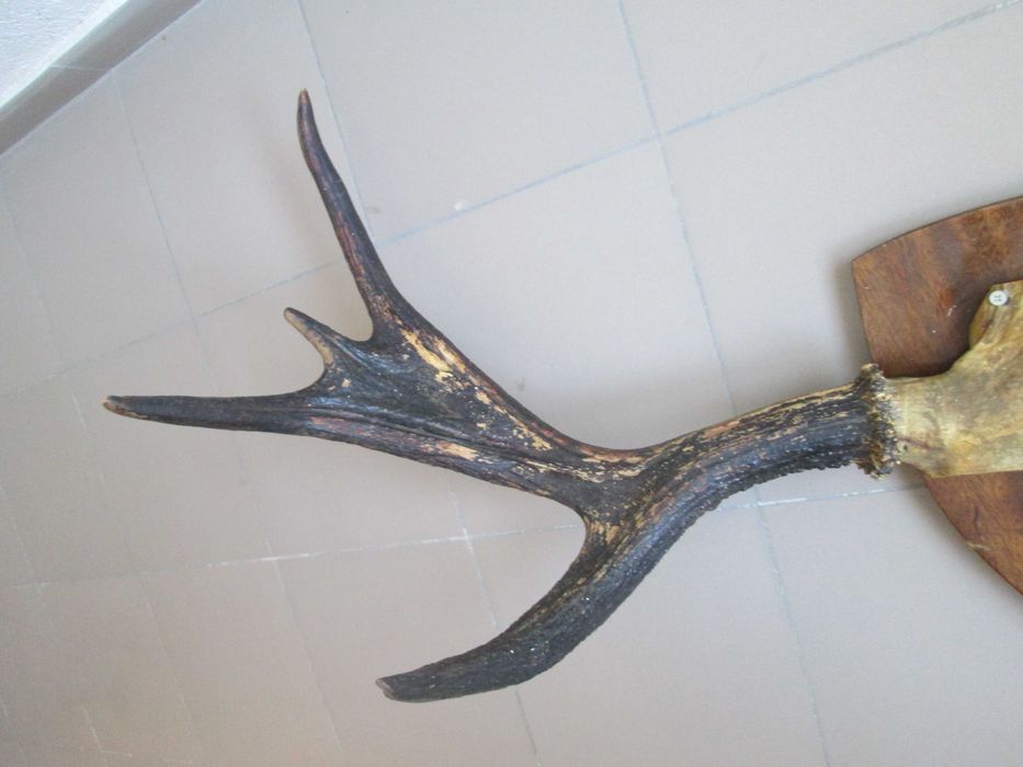 Роги оленячі декоративні (по 4-и відростки) Настінні, 100 х 60 см