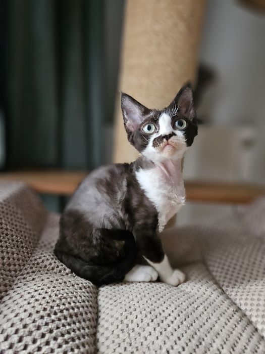 Kotka Devon Rex czarno- biała