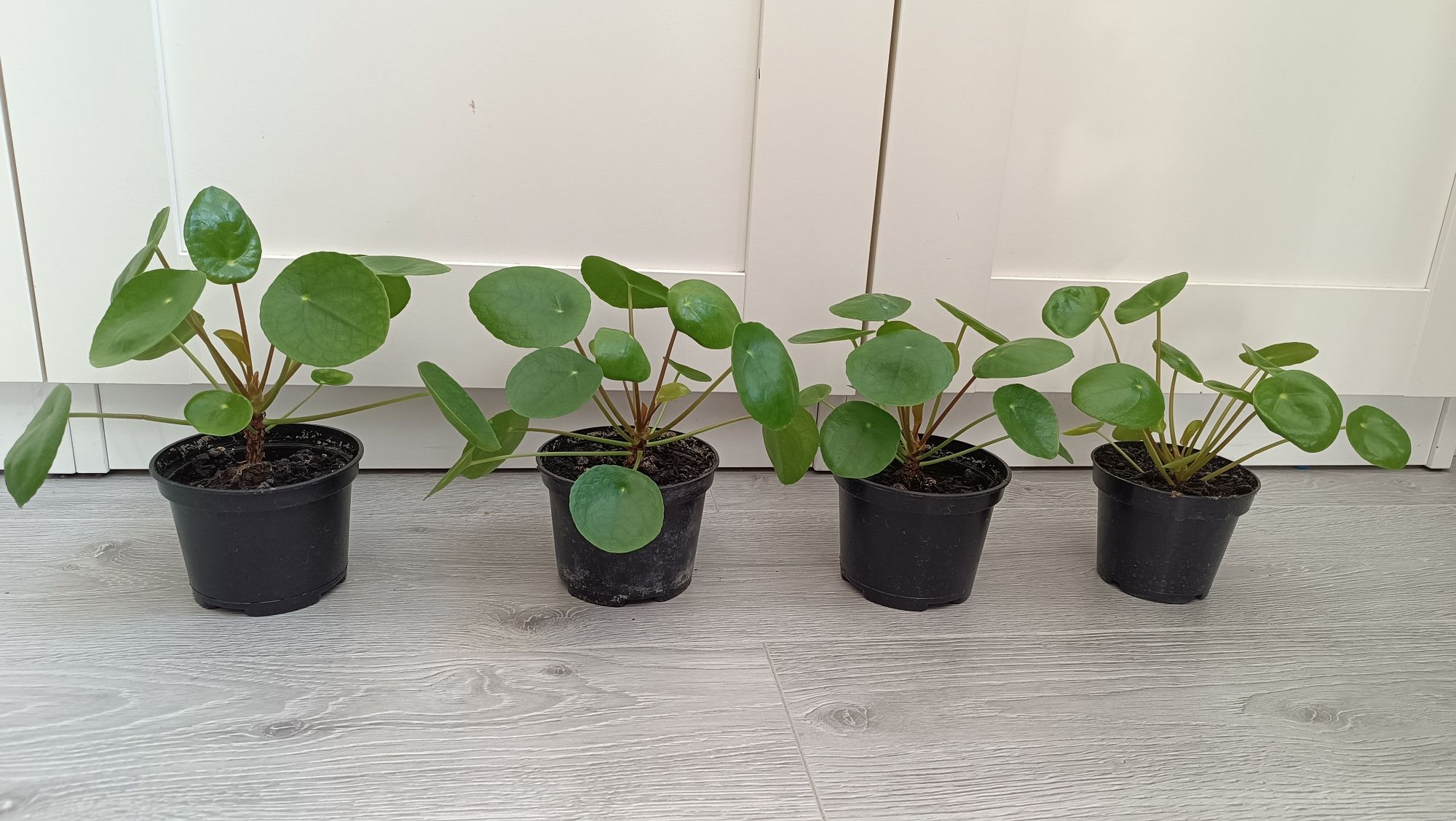 Pilea pieniążek sadzonka pieniążka roślinka