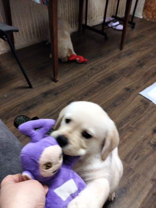 Цуценятка лабрадорів