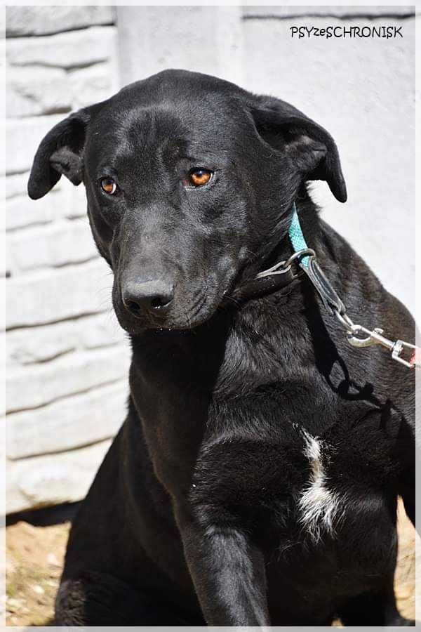 Sancho - młody psiaczek w typie labradora szuka domu