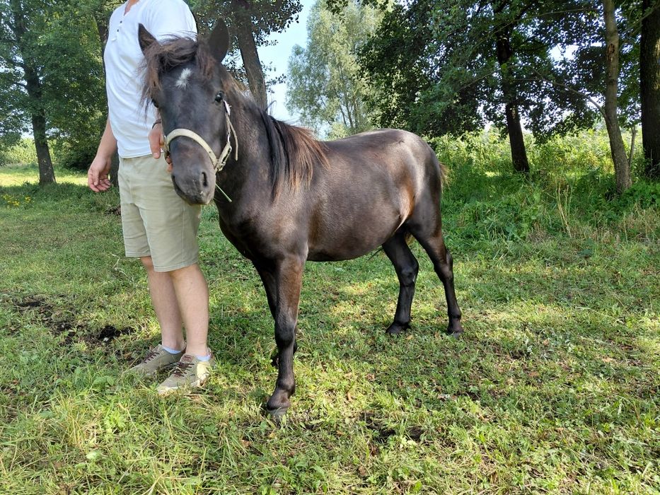 Kuc koń kucyk odsadek