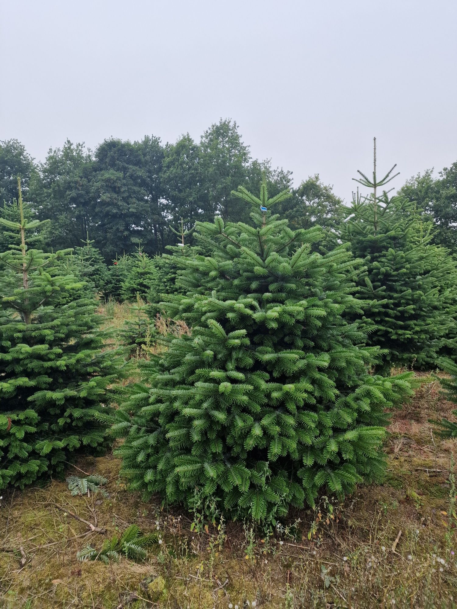 Jodła Kaukaska plantacja Dania