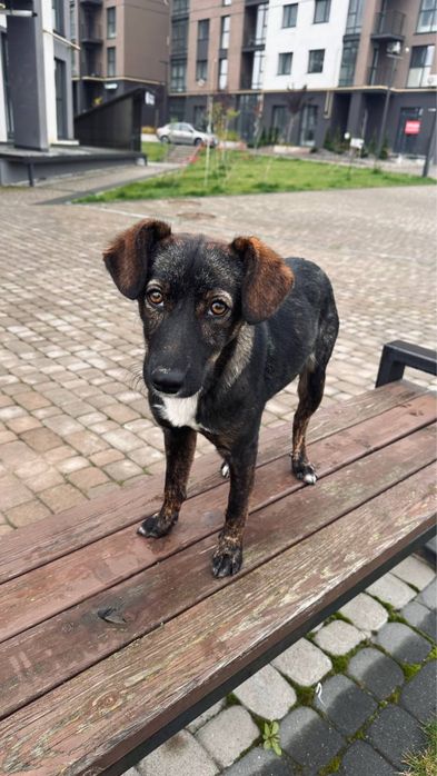 Собака Моллі ,стерилізована,6 місяців,терміново шукає дім!