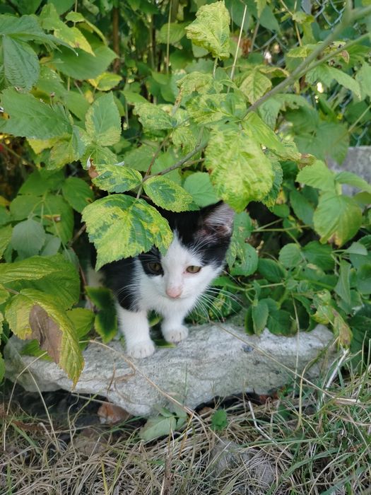 Oddam za darmo dwa małe kotki kocurki zostały porzucone przez mamę