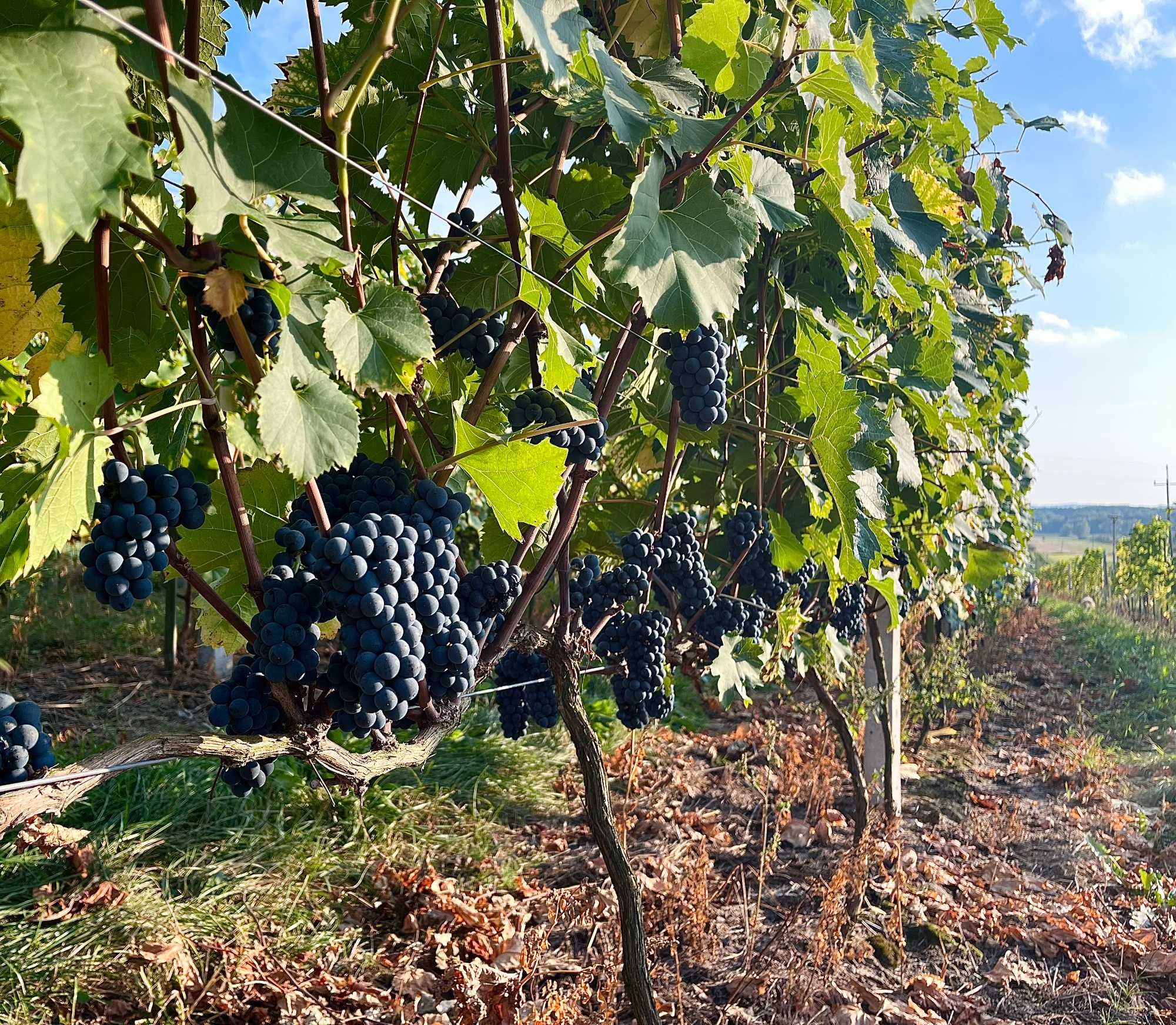 SADZONKI WINOROŚLI Hibernal, Solaris, Johanniter, Leon Millot i inne