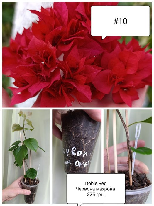 Бугенвілія  акційна ціна. Махрові, стандартні. Квітучі