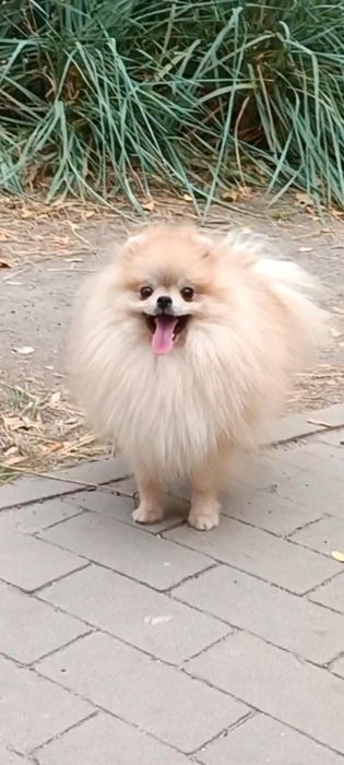 Супер міні померанський шпіц важить 1,7 для в'зки