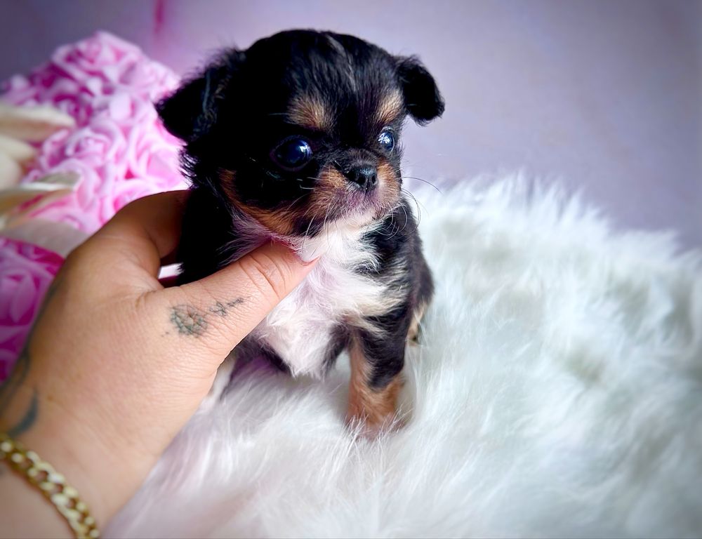 ***Śliczna długowłosa dziewczynka chihuahua tri color***
