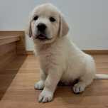 Golden retriever-rezerwacja