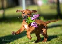 Rhodesian Ridgeback, szczenię, suczka, ZKwP