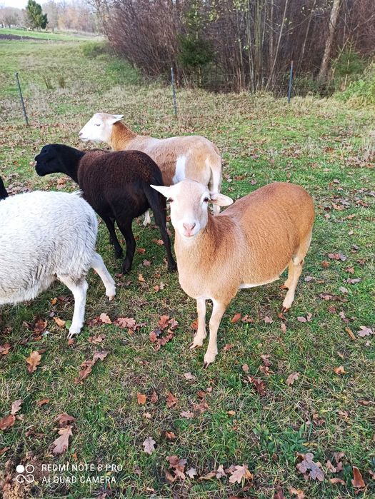 Zamienię lub sprzedam owieczkę rasy Dorper-Kamerun 50/50