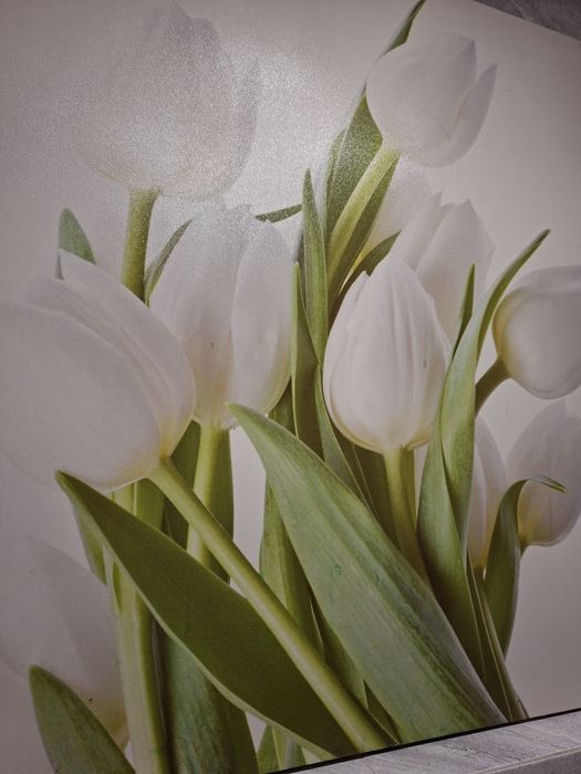 Obraz tulipany 80x80