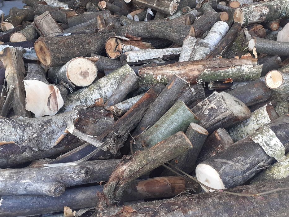 Gałęziówka dab brzoza akacja buk