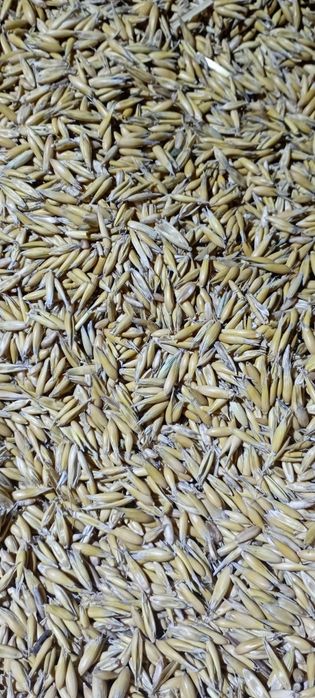 Owies z zbiorów 2025