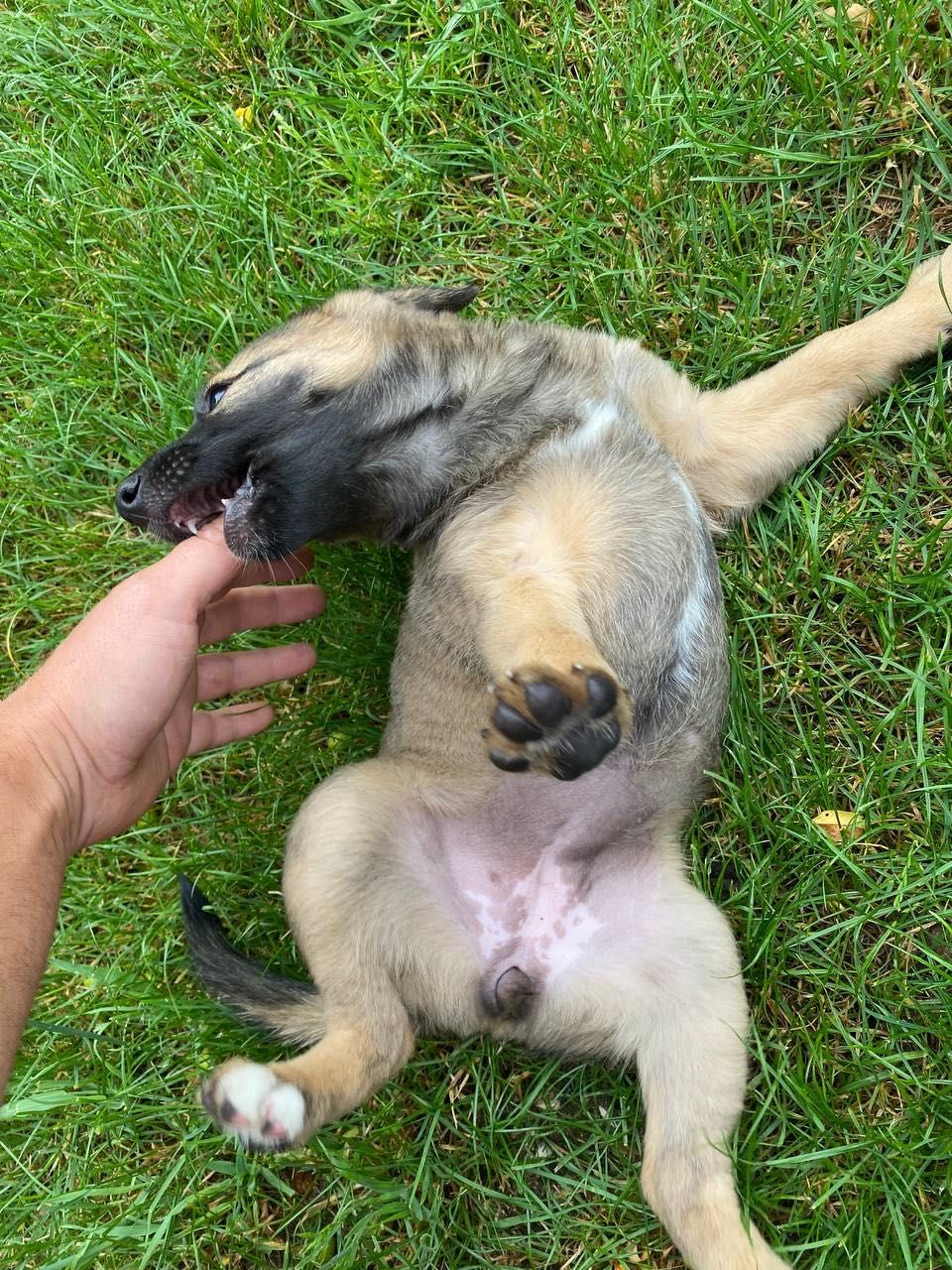 Pies do adopcji. Szczeniętę , jedna suczka