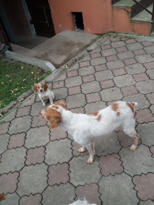 Продам  дорослу робочу лягаву Французьку спанієль