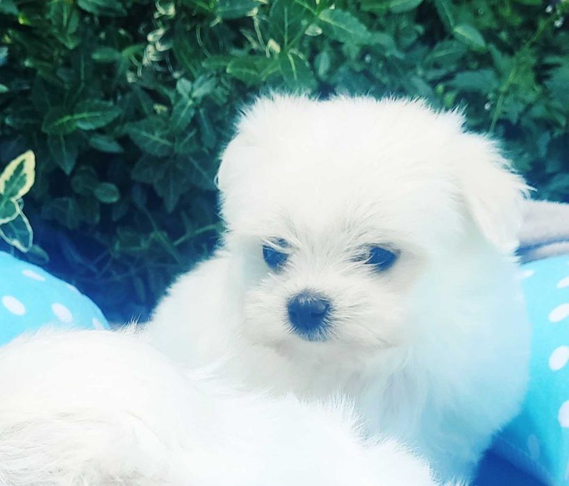 Maltańczyk mini suczka Warszamaltańczyki yki