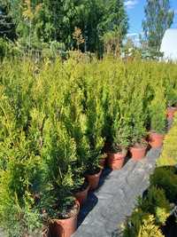 Thuja Szmaragd, Brabant, Aureospicata, Ligustr, Jałowiec, Araukaria