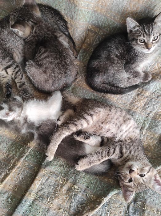 Котятки 7 недель