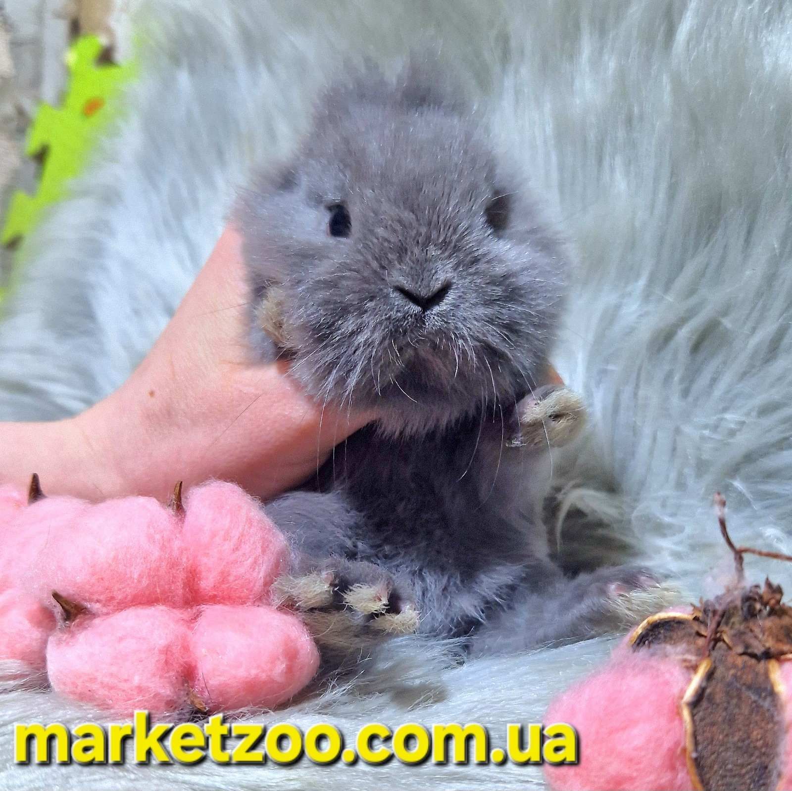 Mini Lionhead-маленька пухнаста краса!