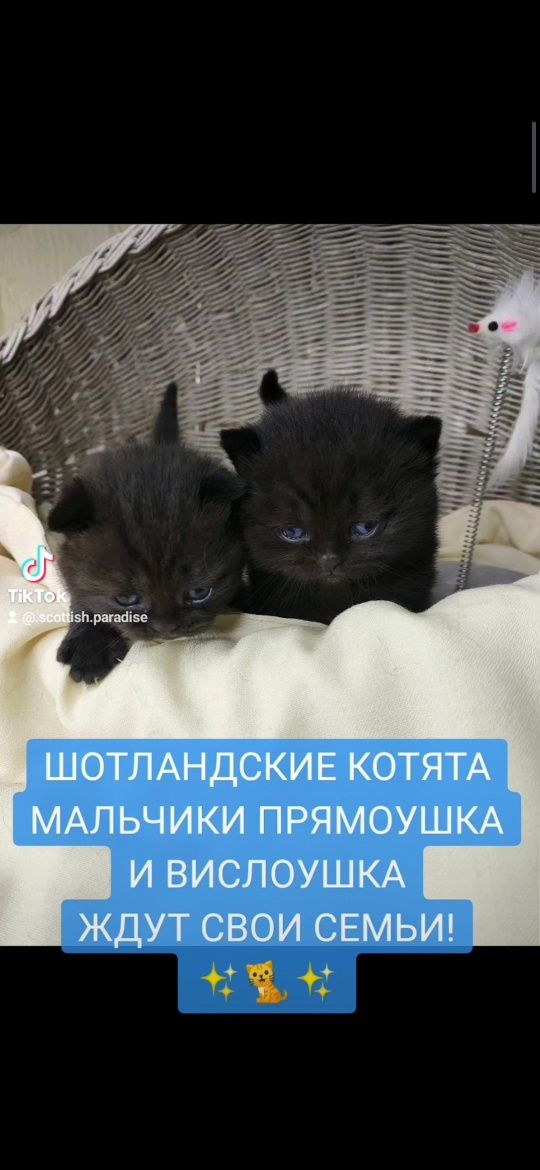 Продам Шотландських котят