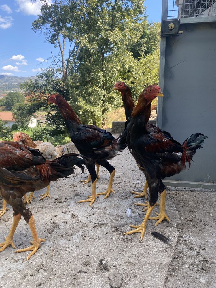 Vendo indio gigantes machos