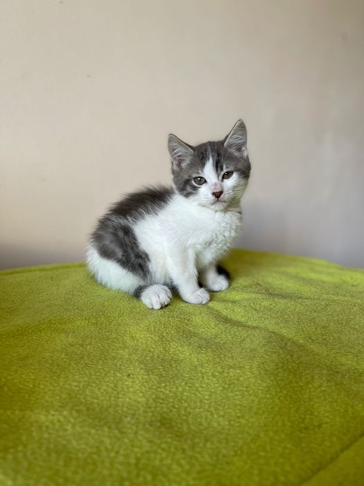 Котята котики отдам  котенок мальчик