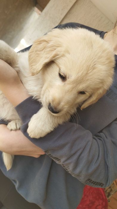 Голден хлопчики самостійні