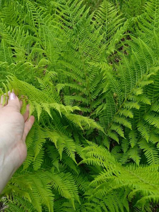 Волжанка (Астильба)Лапчатка(Калган,Перстач)