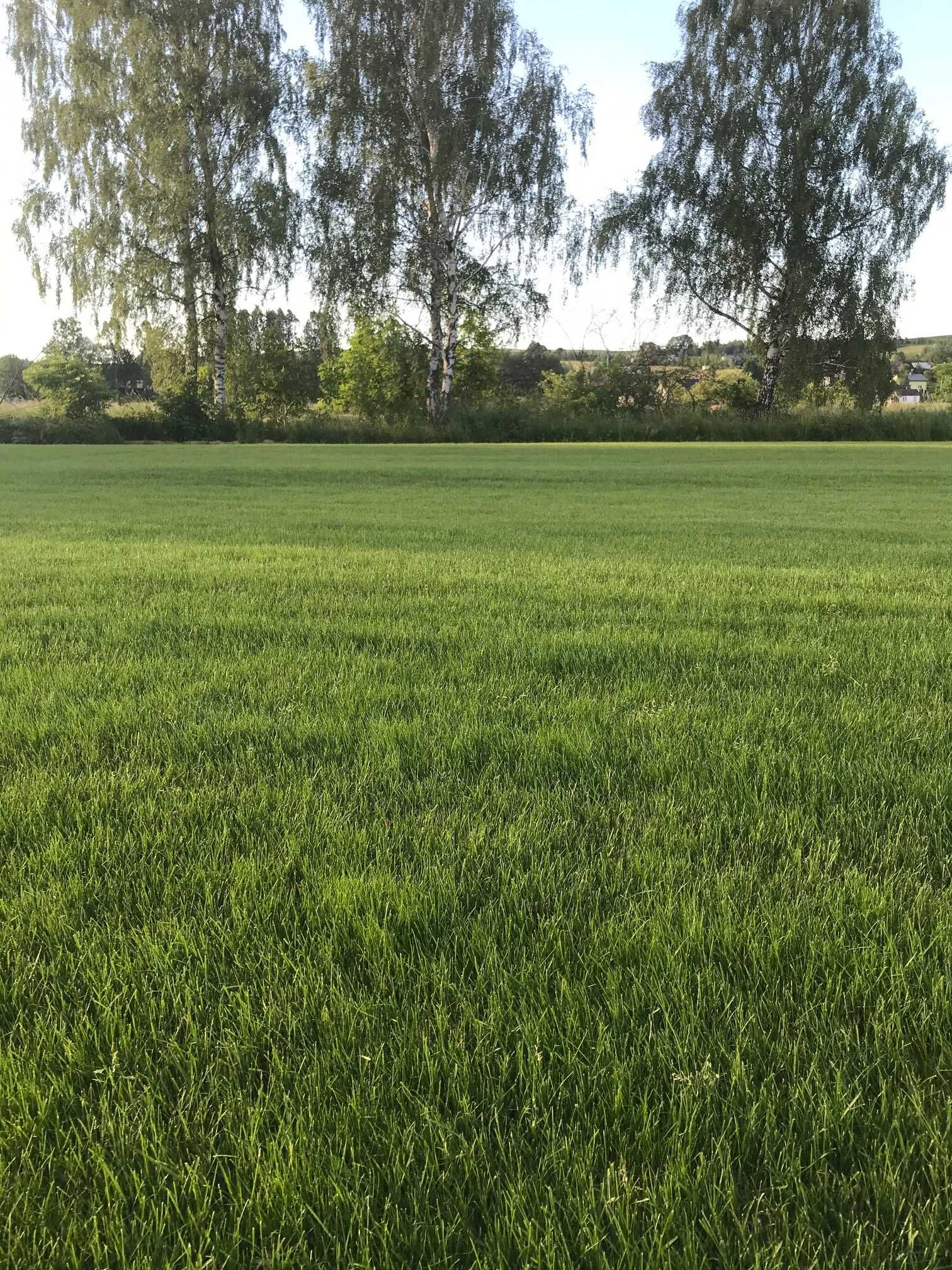 Trawa w rolkach. Szybka realizacja zamówień