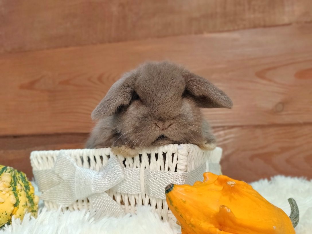 Króliczki domowe Mini Lop.