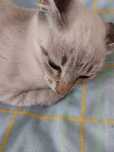 Gatinhas e gatinhos bebés com esterilização gratuita